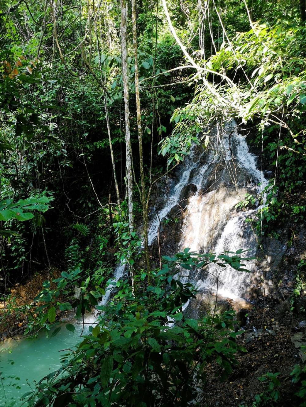Thejungleguide - Lodges & Treks بوكيت لاوانج المظهر الخارجي الصورة